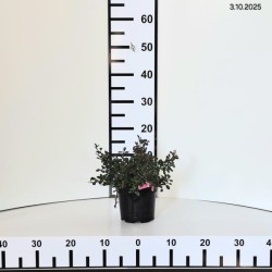 Cotoneaster ×suecicus 'Coral Beauty'