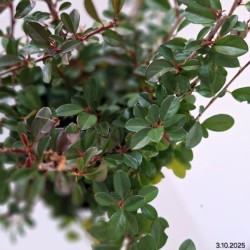 Cotoneaster ×suecicus 'Coral Beauty'