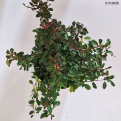 Cotoneaster ×suecicus 'Coral Beauty'