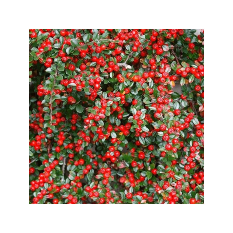 Cotoneaster radicans 'Eichholz'