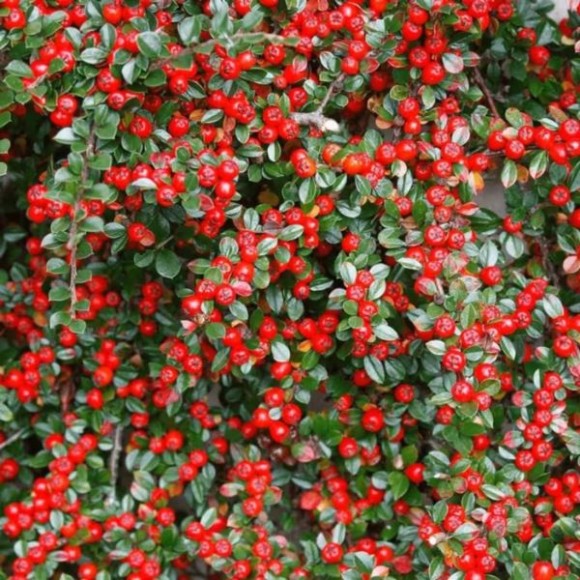 Cotoneaster radicans 'Eichholz'