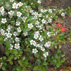 Cotoneaster radicans 'Eichholz'