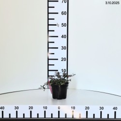 Cotoneaster radicans 'Eichholz'