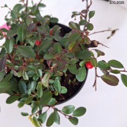 Cotoneaster radicans 'Eichholz'