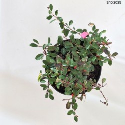 Cotoneaster radicans 'Eichholz'