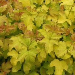 Viburnum opulus 'Park Harvest'
