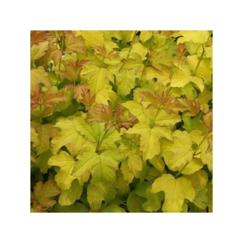 Viburnum opulus 'Park Harvest'