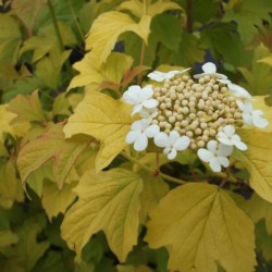 Viburnum opulus 'Park Harvest'
