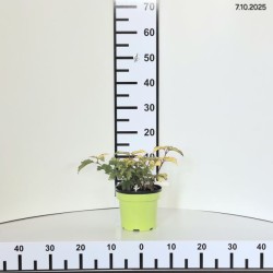 Viburnum opulus 'Park Harvest'