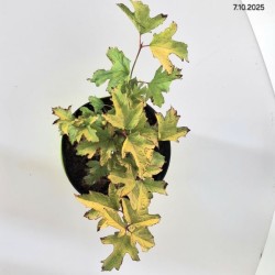 Viburnum opulus 'Park Harvest'