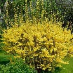Forsythia 'Maluch'