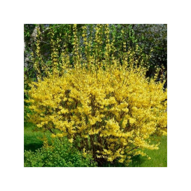 Forsythia 'Maluch'