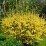 Forsythia 'Maluch'