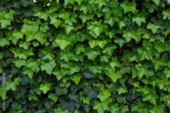 Hedera helix