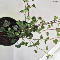 Hedera helix