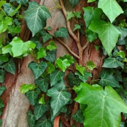 Hedera helix