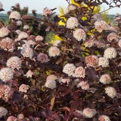 Physocarpus opulifolius...