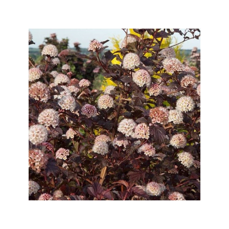 Physocarpus opulifolius LADY IN RED 'Tuilad' PBR