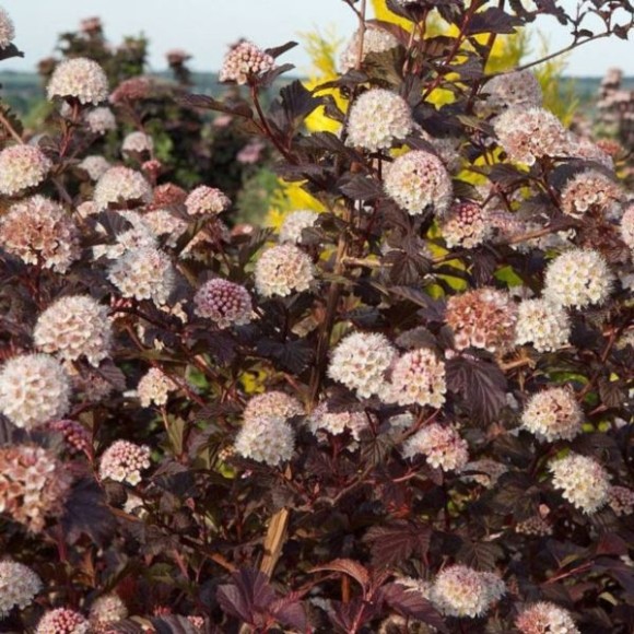 Physocarpus opulifolius LADY IN RED 'Tuilad' PBR