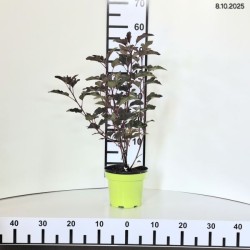 Physocarpus opulifolius LADY IN RED 'Tuilad' PBR