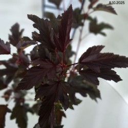 Physocarpus opulifolius LADY IN RED 'Tuilad' PBR
