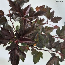 Physocarpus opulifolius LADY IN RED 'Tuilad' PBR