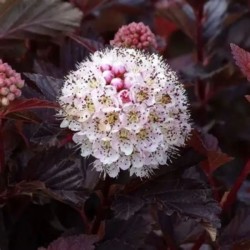 Physocarpus opulifolius LADY IN RED 'Tuilad' PBR