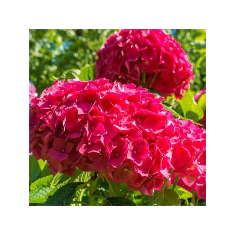 Hydrangea macrophylla 'Sibilla'