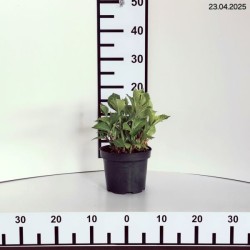 Hydrangea macrophylla 'Sibilla'