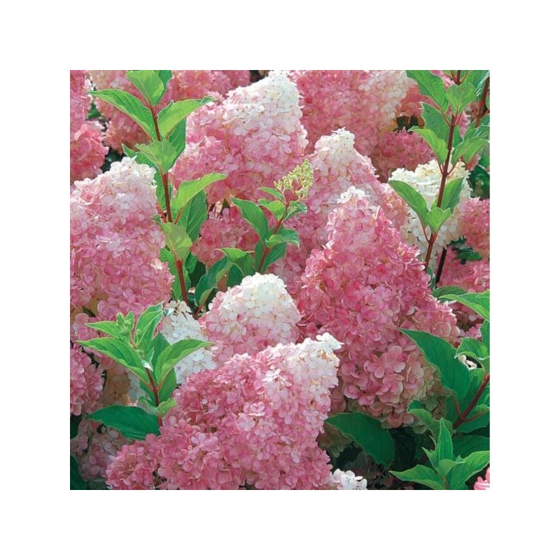Hydrangea p. VANILLE-FRAISE 'Renhy' PBR