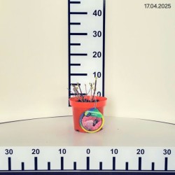 Hydrangea p. VANILLE-FRAISE 'Renhy' PBR