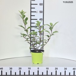 Hydrangea p. VANILLE-FRAISE 'Renhy' PBR