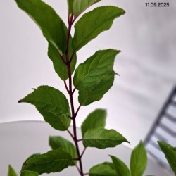 Hydrangea p. VANILLE-FRAISE 'Renhy' PBR