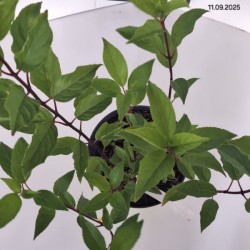 Hydrangea p. VANILLE-FRAISE 'Renhy' PBR