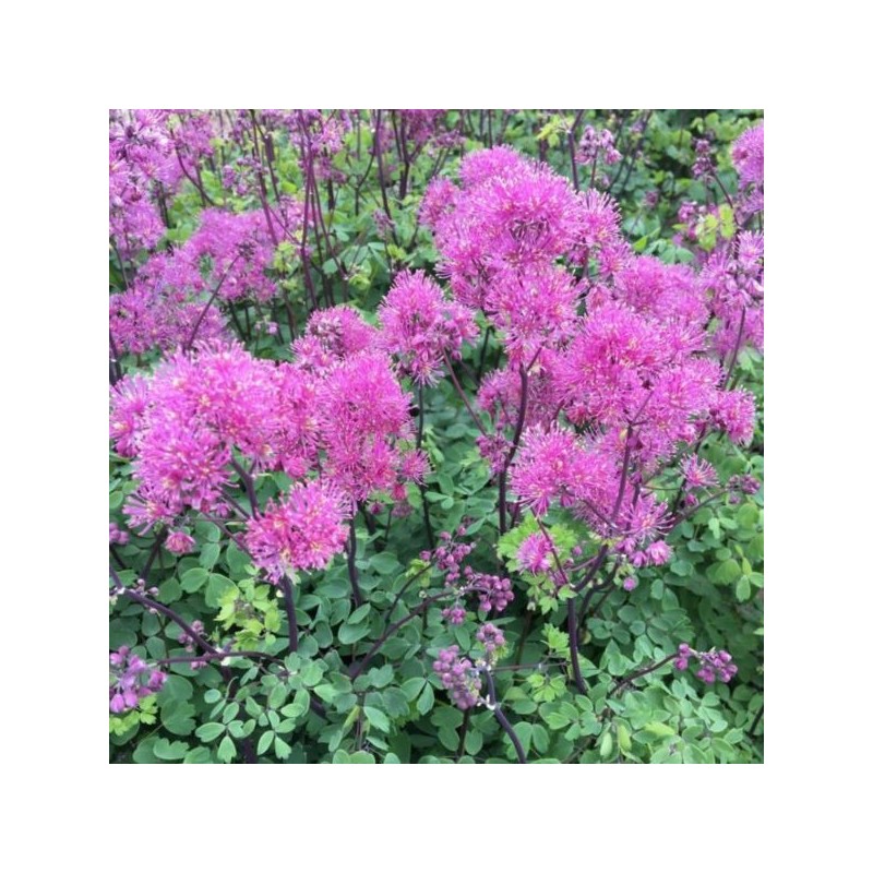Thalictrum CENSATION LITTLE PINKIE 'Little Pinkie'