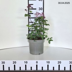 Thalictrum CENSATION LITTLE PINKIE 'Little Pinkie'