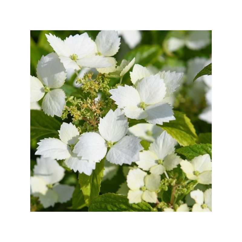 Hydrangea quercifolia 'Cloud Nine'