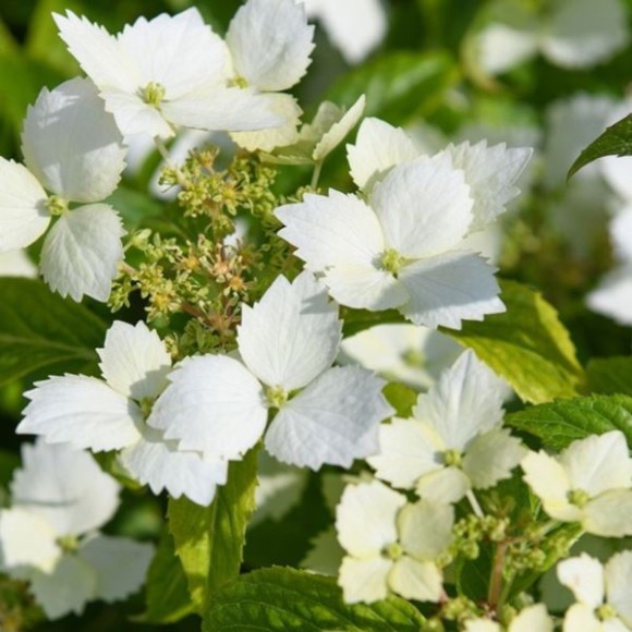 Hydrangea quercifolia 'Cloud Nine'