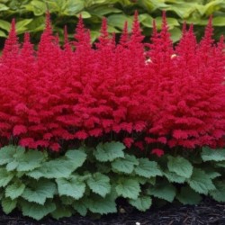 Astilbe 'Fanal'