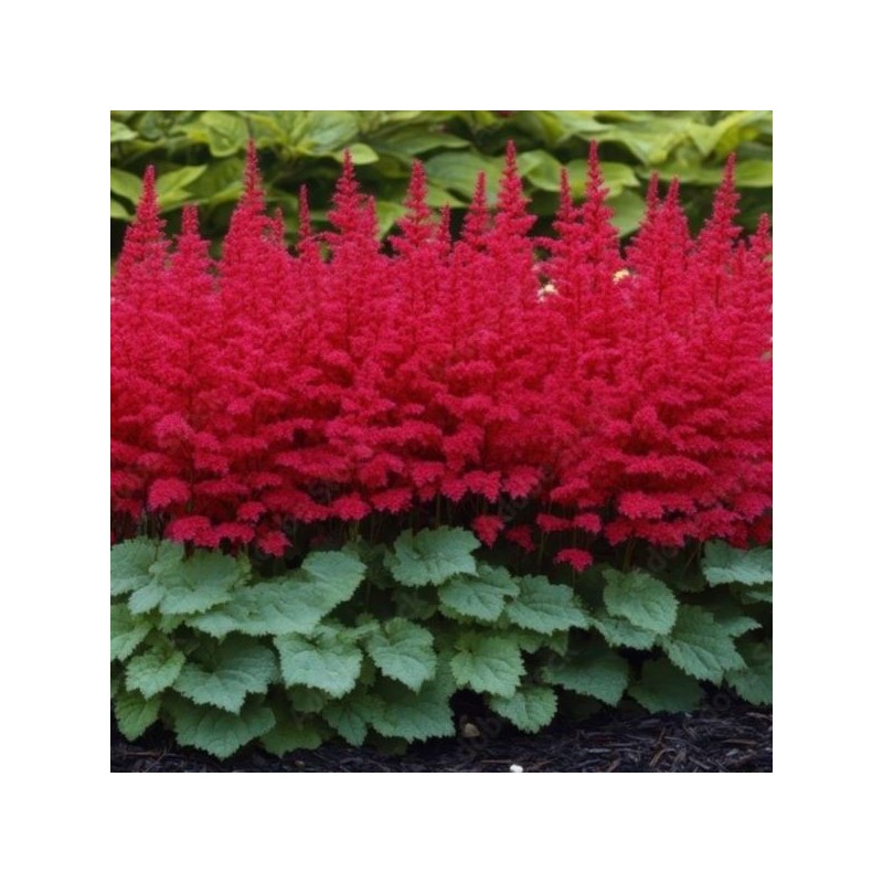 Astilbe 'Fanal'