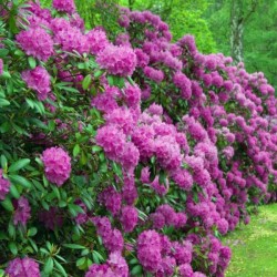 Rhododendron 'ROSINETTA'