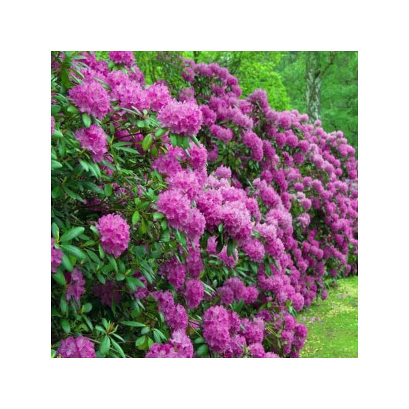 Rhododendron 'ROSINETTA'