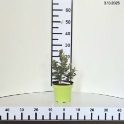 Rhododendron 'ROSINETTA'