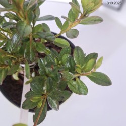 Rhododendron 'ROSINETTA'