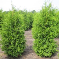 Thuja occidentalis 'Brabant'
