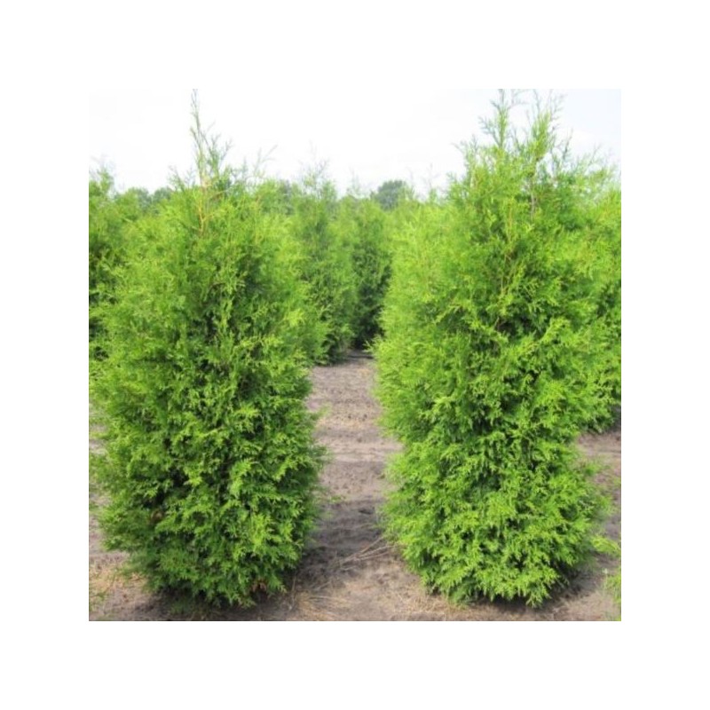 Thuja occidentalis 'Brabant'