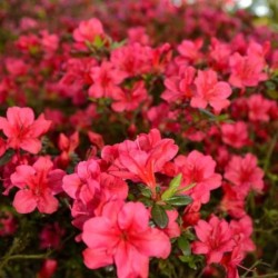 Rhododendron 'Maruschka'