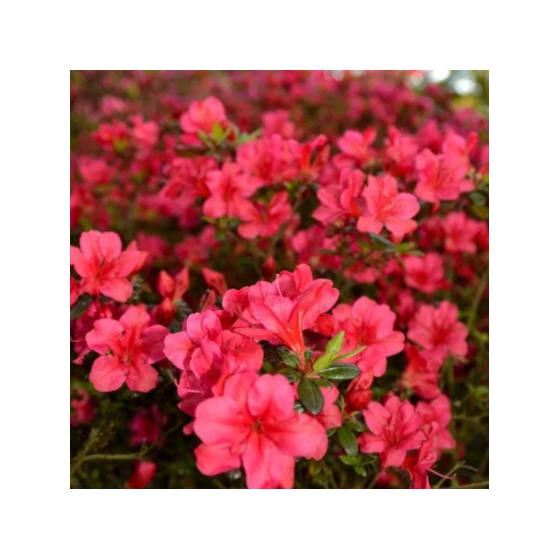 Rhododendron 'Maruschka'