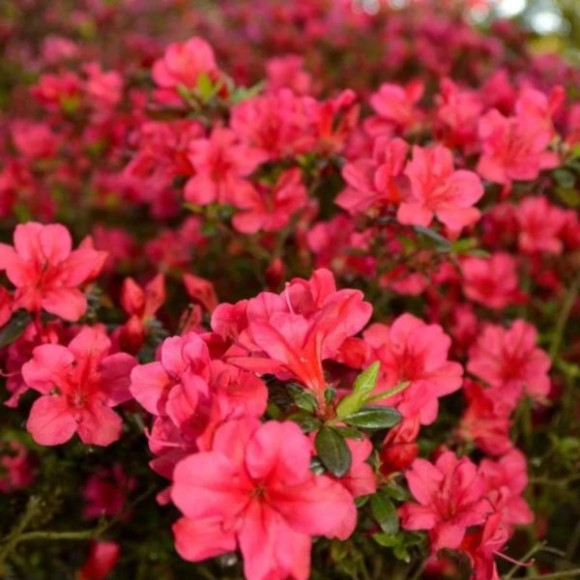Rhododendron 'Maruschka'