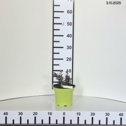 Rhododendron 'Maruschka'